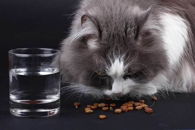 dispenser cibo gatto