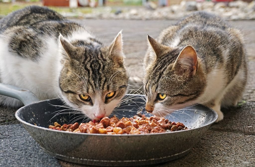 cibo umido per gatti