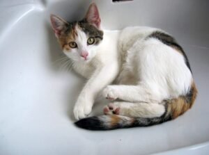 perché i gatti ti seguono in bagno